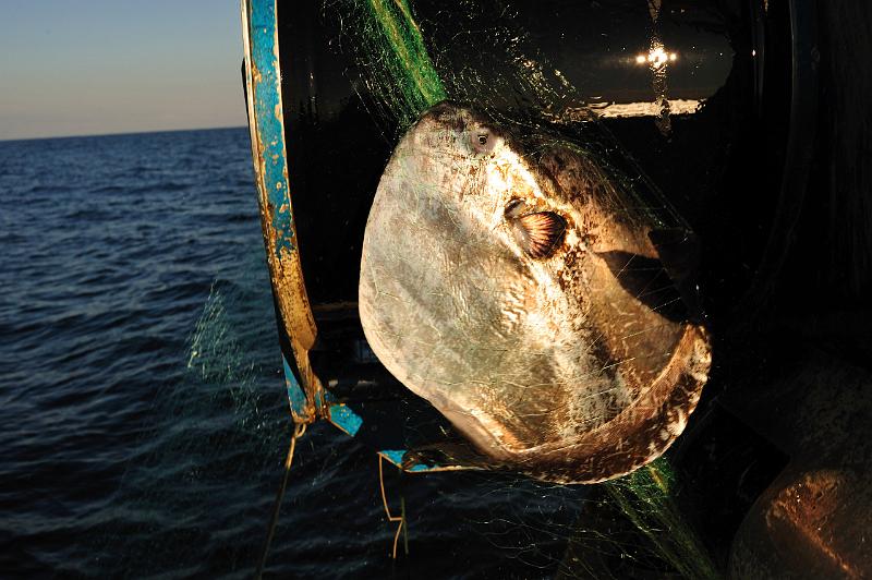 Fileyeur St Jean de Luz ac6.JPG